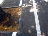 Imagine atasata: Pista biciclete Fedinand 03.JPG
